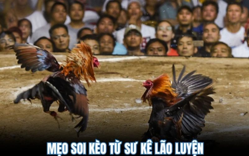 Sức hút của đá gà BOM88 là công nghệ livestream chất lượng cao